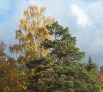 Tree Assessment